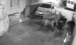 Adana’da 11 tane başıboş sokak köpeğinin saldırdığı kedi öldü