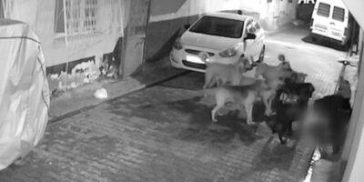 Adana’da 11 tane başıboş sokak köpeğinin saldırdığı kedi öldü