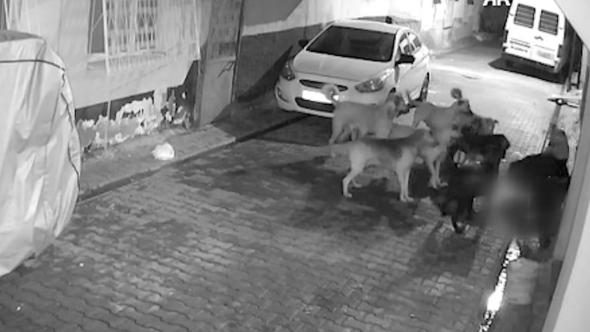 Adana’da 11 tane başıboş sokak köpeğinin saldırdığı kedi öldü Adana’da 11 tane başıboş sokak köpeğinin saldırdığı kedi öldü