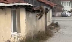 Bolu’da köpek sesi duyan tilkinin panik anları kamerada
