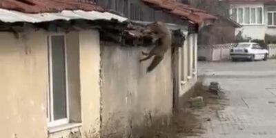 Bolu’da köpek sesi duyan tilkinin panik anları kamerada