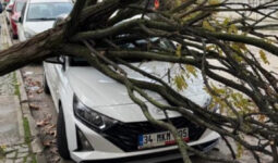 Bursa’da park halindeki araçların üzerine ağaç devrildi