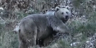 Erzincan’da kış uykusuna hazırlanan ayılar