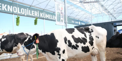 Küpeli Çoban Furkan’ın hedefi: 100 başlık otonom çiftlik kurmak