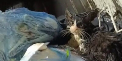 Muğla’da poşete koyulup çöpe atılan kedi kurtarıldı