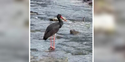 Nadir görülen kara leylek Karabük’te objektiflere takıldı