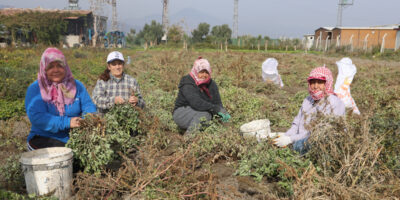 Hatay’da yer fıstığında hasat zamanı